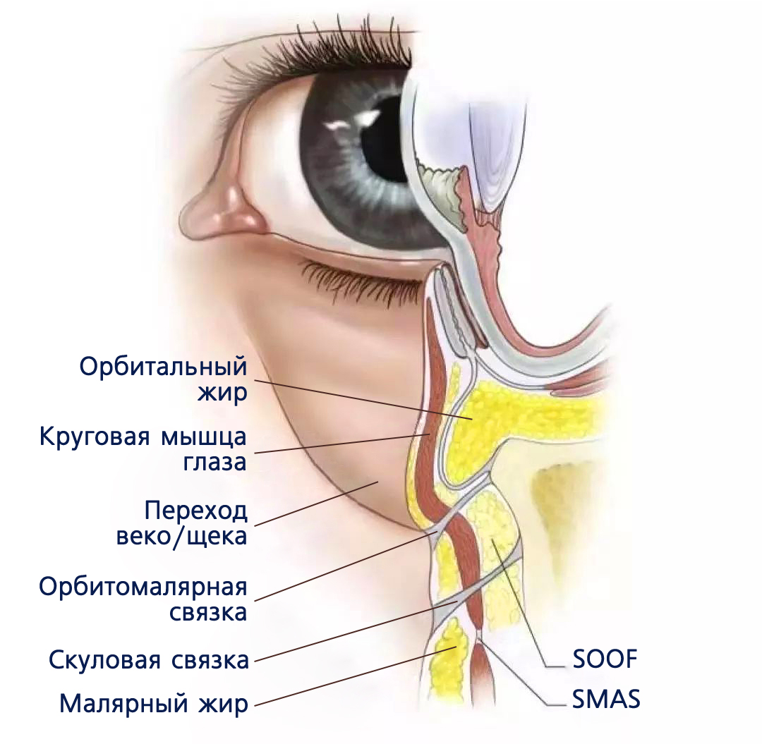 Особенности топографической анатомии периорбитальной области, глаза